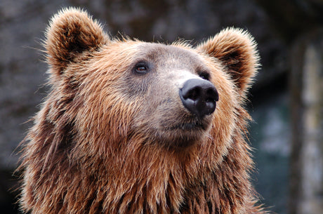 Wildlife in the Wilderness: Camping and Exploring Safely in Bear Country with Kids
