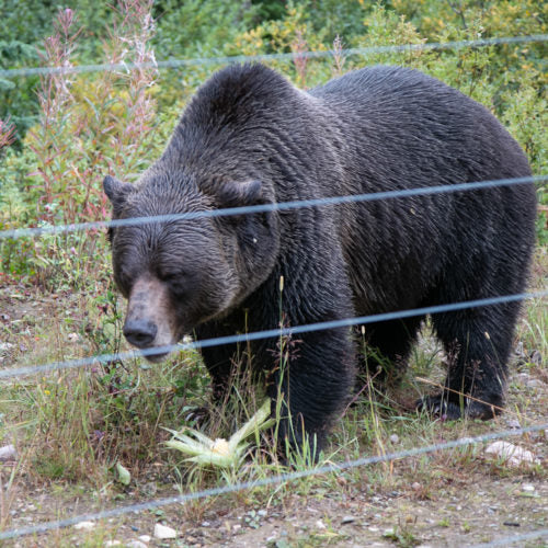 5 Family-Friendly Activities in Golden, BC