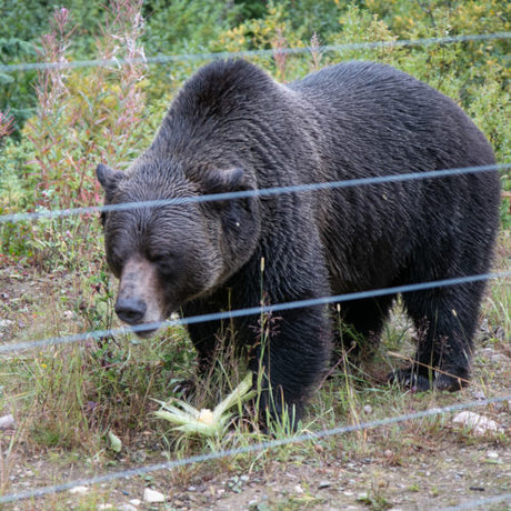 5 Family-Friendly Activities in Golden, BC