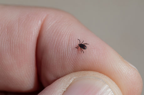 Ticks are Not Our Friends: Tip Prevention Tips for Hiking with Kids